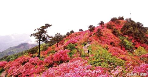 暮春赏花，别忘了听一曲《美人蕉》