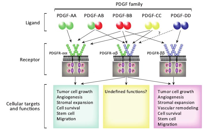 血小板衍化生长因子,血小板激活因子受体抑制剂是什么