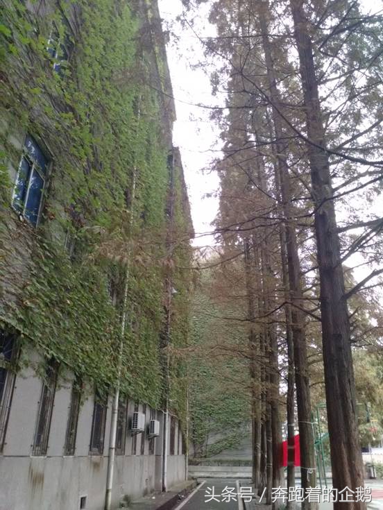 我们曾经脚下的土地——湖铁大院