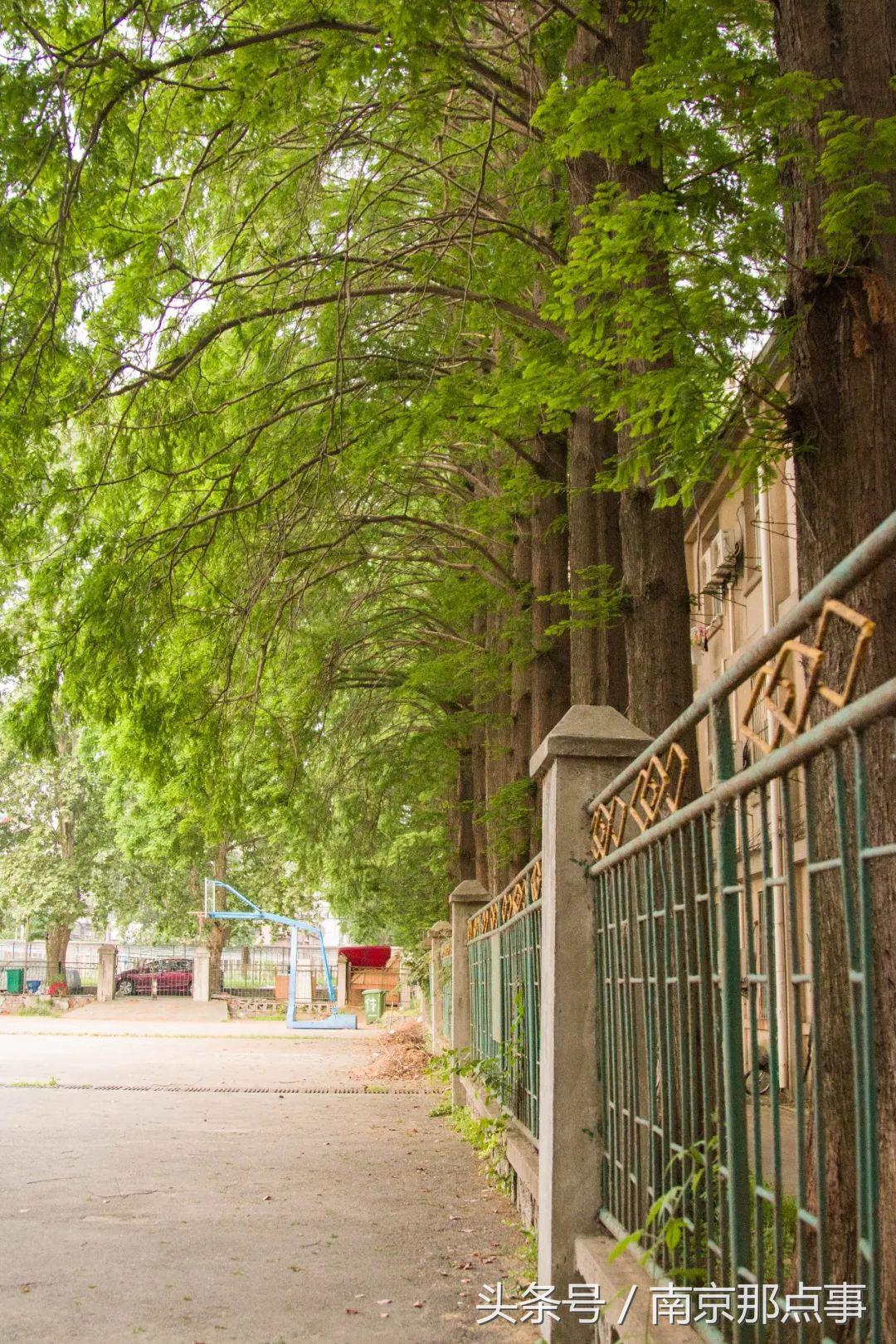 南京师大紫金校区,南师紫金