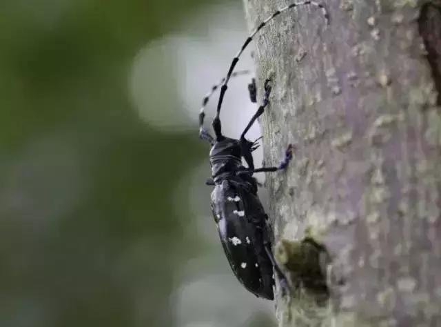 柑橘树干被天牛咬后怎么处理,柑橘天牛钻心虫最佳防治方法