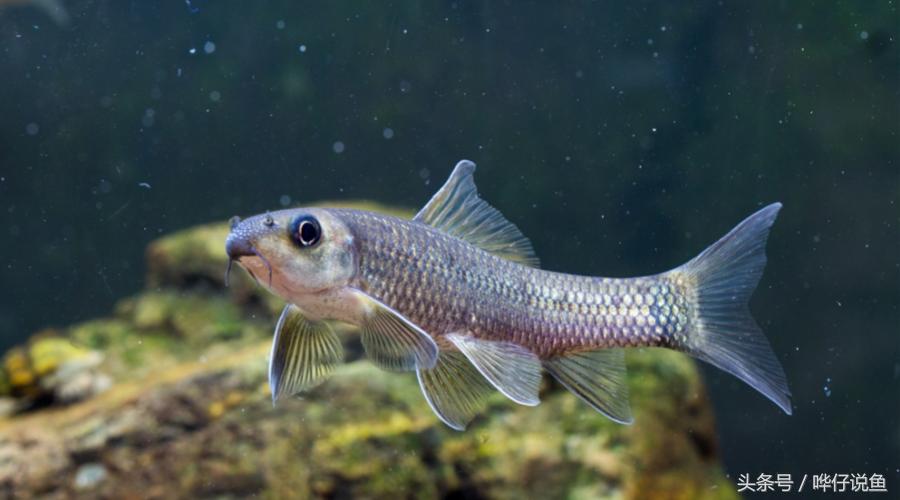 最后悔养的10种观赏鱼,最受欢迎的十种原生观赏鱼有哪些