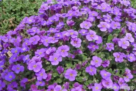 新手适合养的10种花花期长,适合懒人在家养的10种花