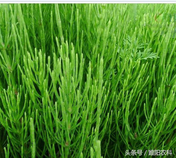 我国玉米田恶性杂草的发生,玉米地杂草图及防治方法