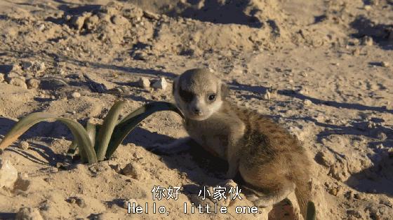 假期一定要给孩子看的20部纪录片,12部适合和孩子一起看的纪录片