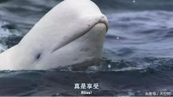 假期一定要给孩子看的20部纪录片,12部适合和孩子一起看的纪录片