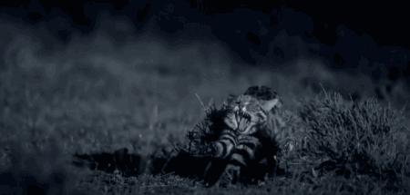 假期一定要给孩子看的20部纪录片,12部适合和孩子一起看的纪录片