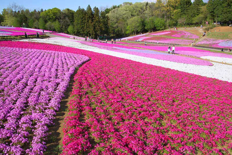 日语辨析和使用的区别,日语中的辨析词