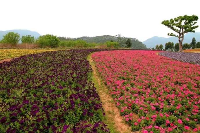 离厦门200公里的城市,离厦门十来分钟的小城