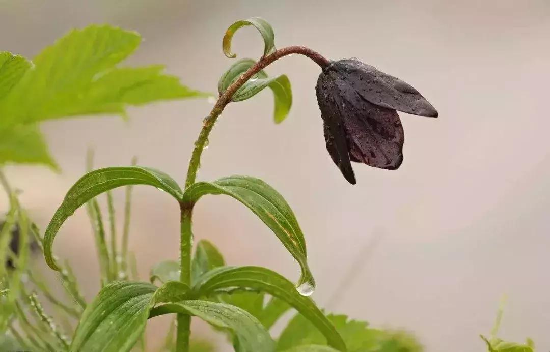 八字日元旺衰强弱的判定,命局中日元的旺衰强弱