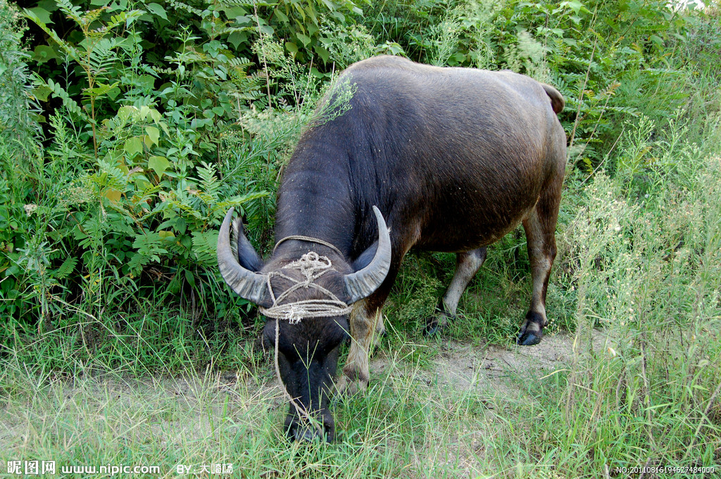 属牛与属鼠生一个什么属相的好,属相鼠和牛哪个比较好