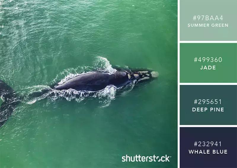 相见恨晚的色彩搭配,两种好看的颜色搭配