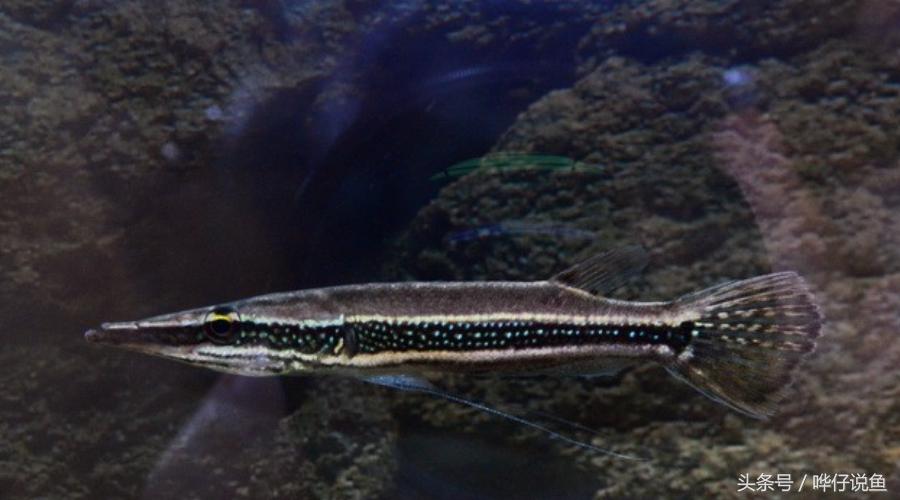 火箭鱼种类大全,火箭鱼有多少品种