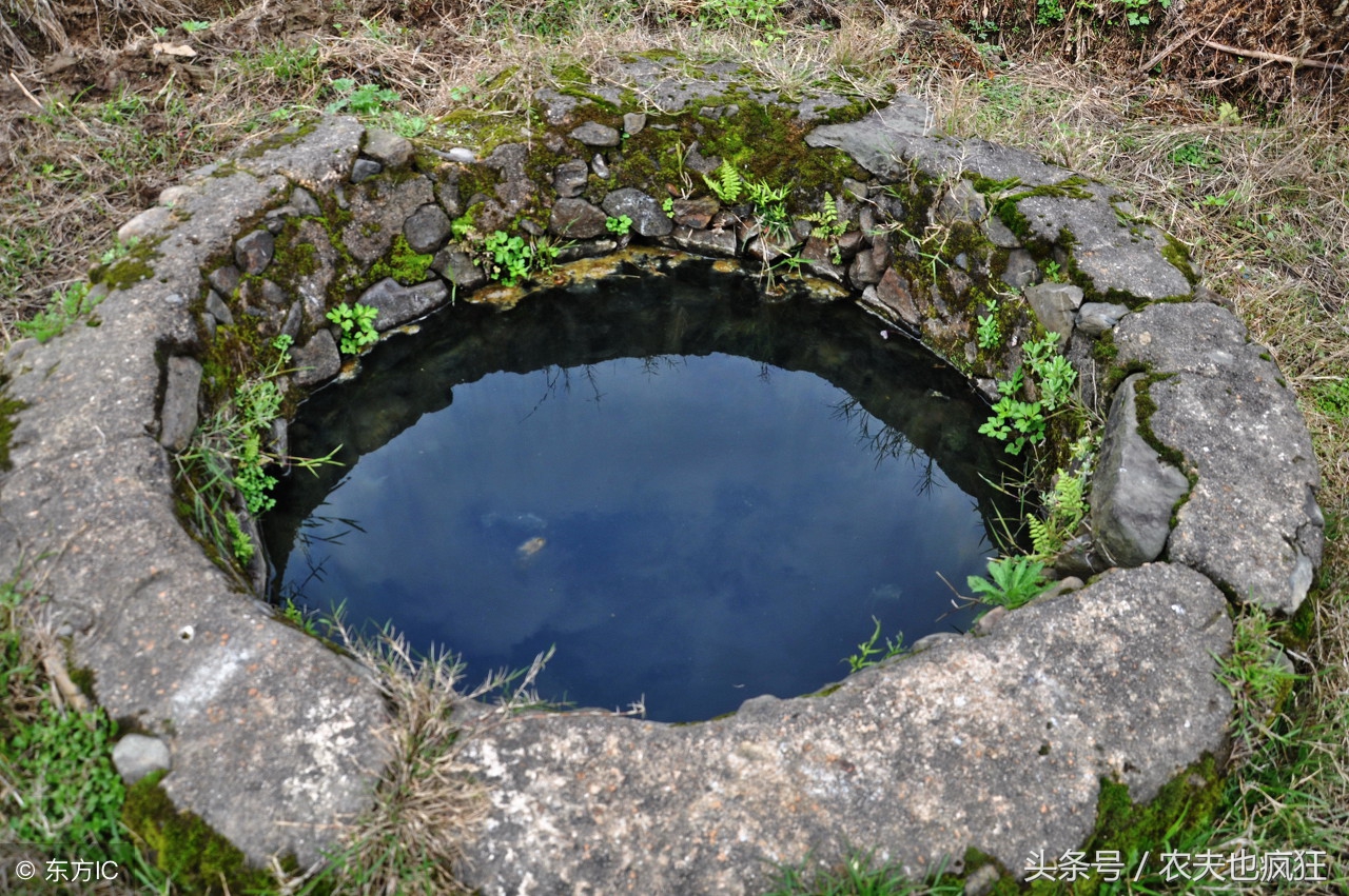 甲鱼塘墙里为啥有甲鱼,为什么新挖的水塘里面有甲鱼