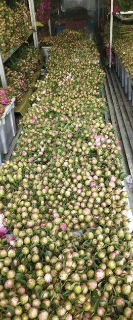 菏泽芍药鲜切花产量锐减九成