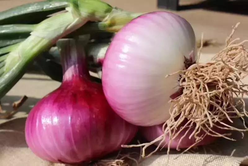 西昌20万吨洋葱在等待,与政府一起发力,别让洋葱相信眼泪!