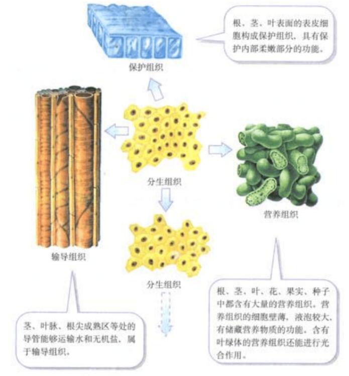 北师大版生物中考必背知识点,苏教版生物中考知识点总结填空版