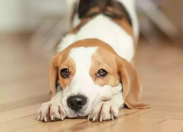 狗狗一直爱咬人怎么办,狗狗总喜欢咬人怎么办