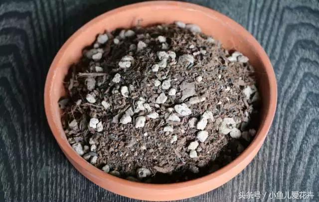 新手养肉肉最好用什么土,新手养肉配土