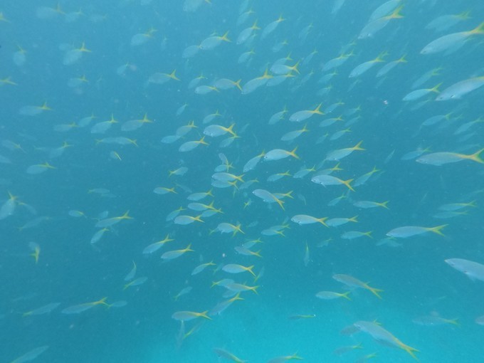 帕劳的海景风光给人美的享受,帕劳的海洋和沙滩风景图片