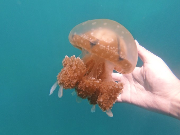 帕劳的海景风光给人美的享受,帕劳的海洋和沙滩风景图片