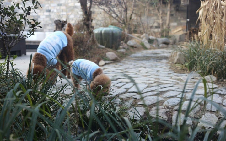 宏村张公馆：唯一能看到全村景色的民宿，住进明清300年的时光里