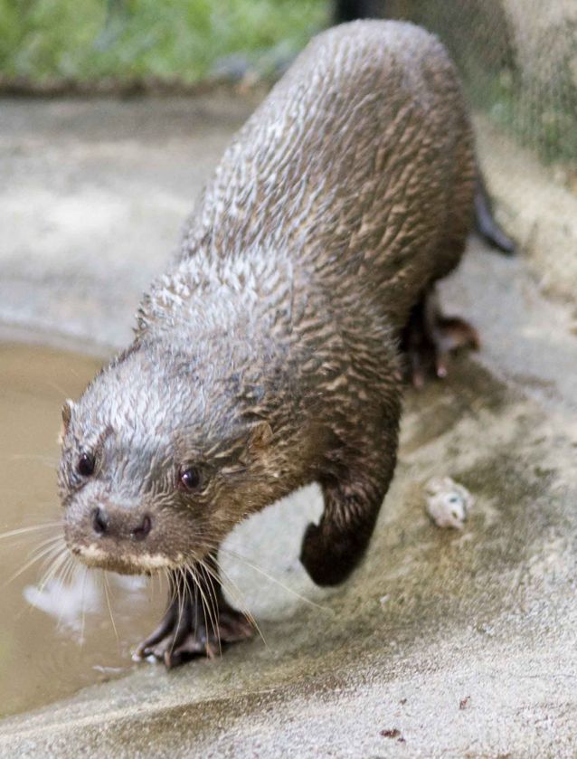 长得可爱实则凶猛无比的水獭,水獭个性