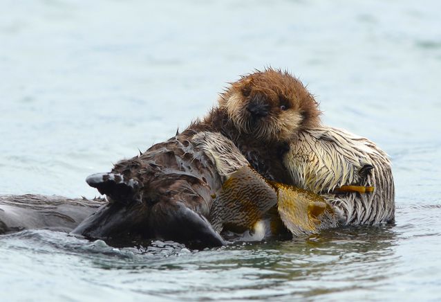 长得可爱实则凶猛无比的水獭,水獭个性