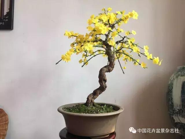 爱花迎春盆景,爱木盆景杜鹃