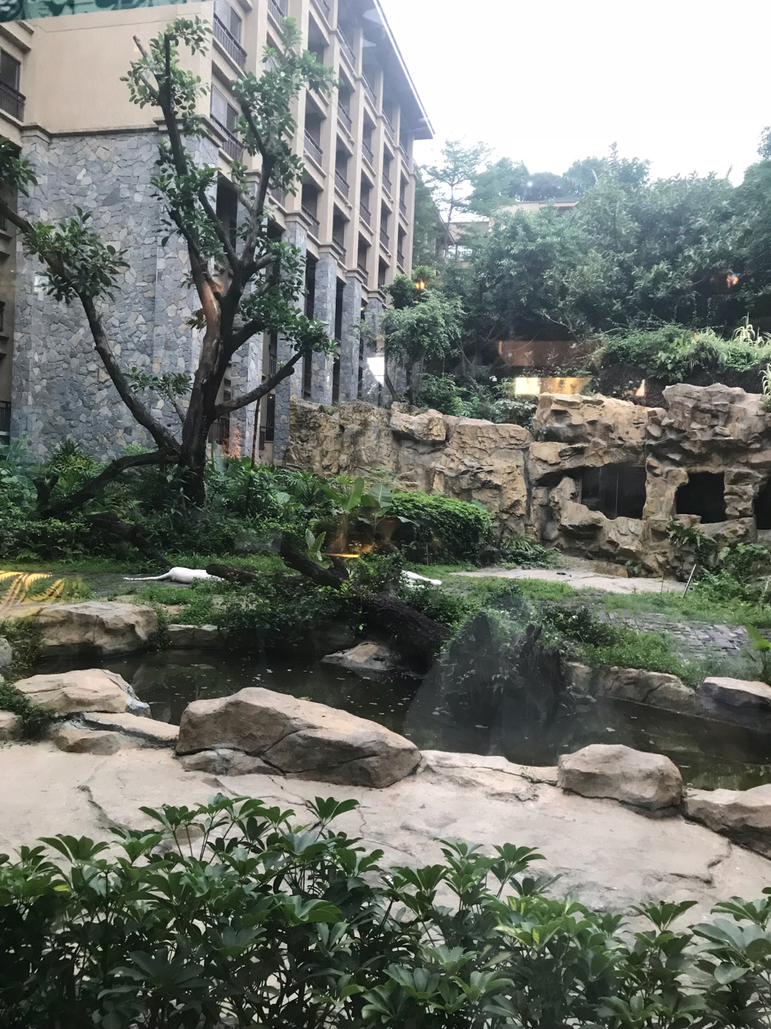 广州长隆熊猫酒店套票攻略,番禺长隆野生动物酒店住宿攻略