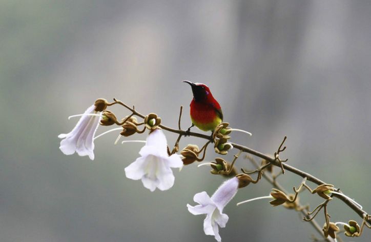 魏子昌经典诗词,魏子昌律诗全集