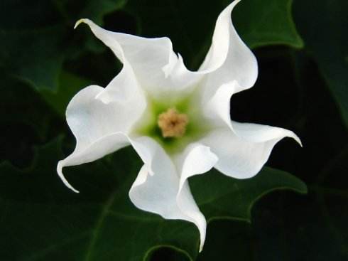 曼陀罗花的好处与坏处,曼陀罗花适合什么人用