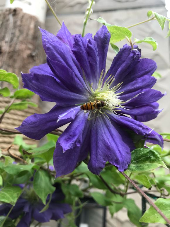 铁线莲爬藤花卉排名前十名,铁线莲哪个品种花最好看