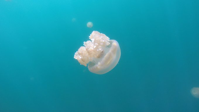 帕劳旅游的真实感受,中国可以去帕劳旅行吗