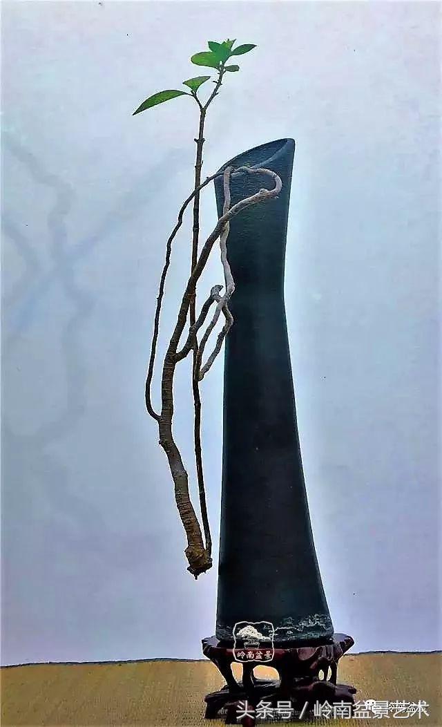 栀子花开美好如初,栀子花开花开盛夏