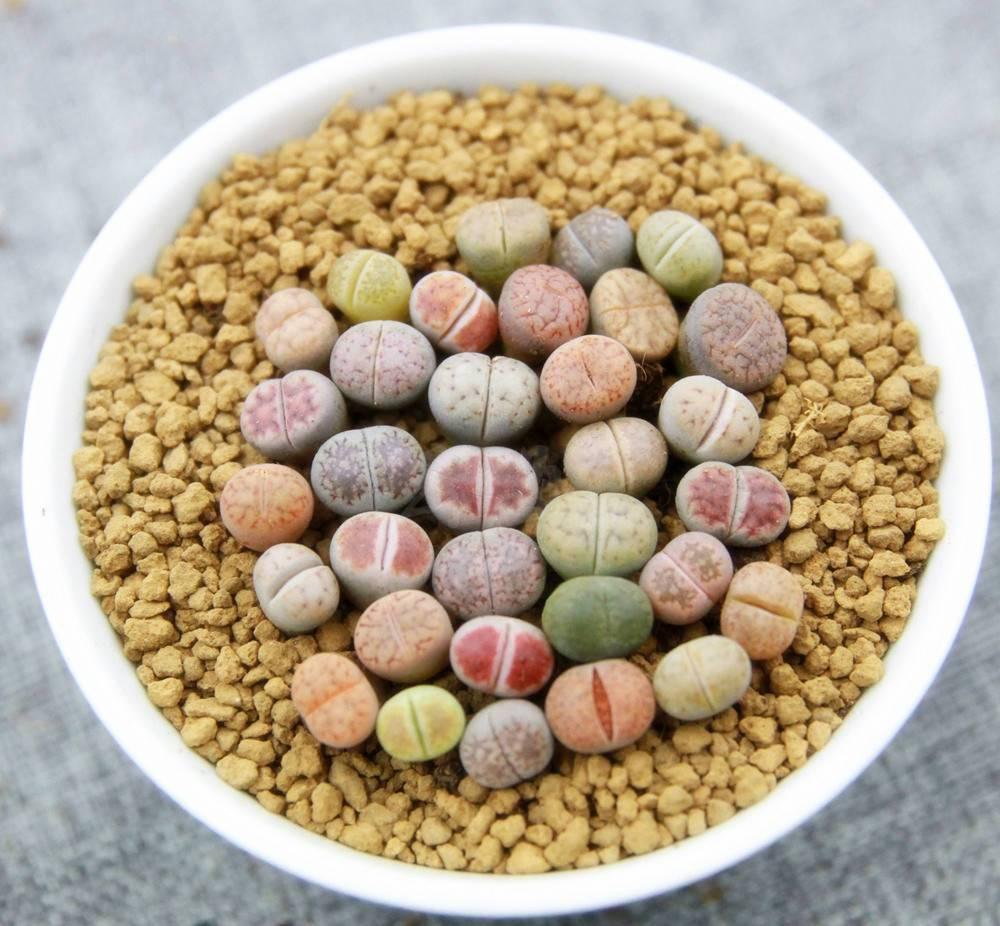 生石花夏天能拔出来度夏吗,生石花春播小苗如何度夏