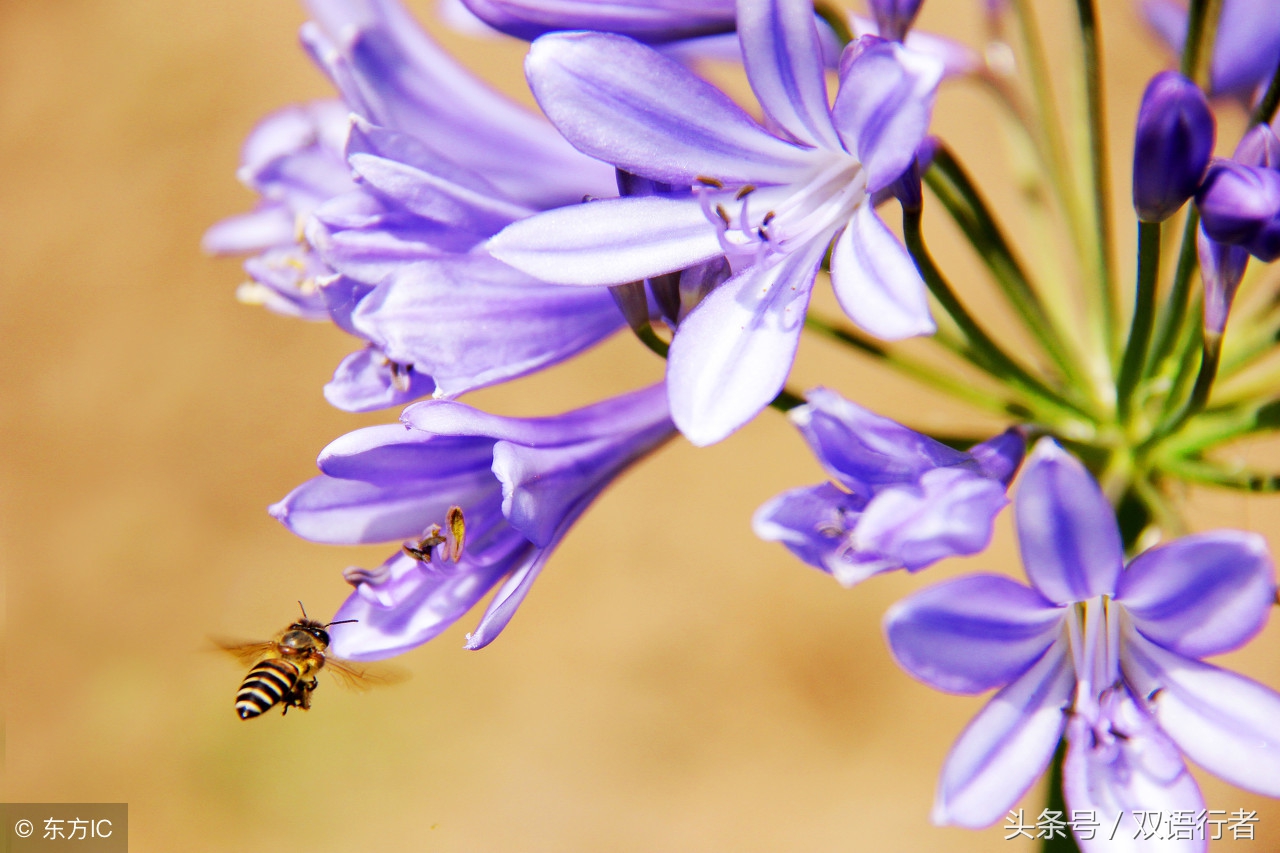 比较常见的花的英文名,各种美丽的花的英文名