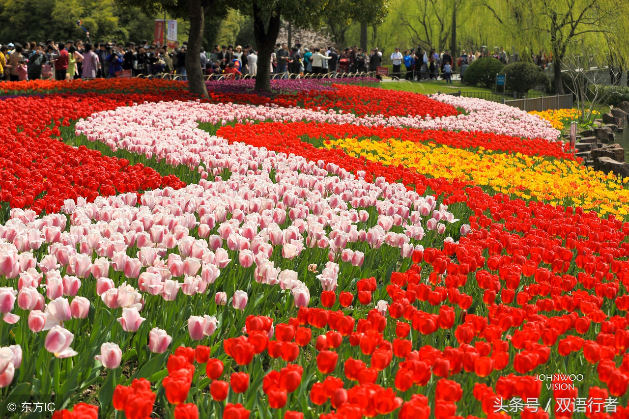 比较常见的花的英文名,各种美丽的花的英文名