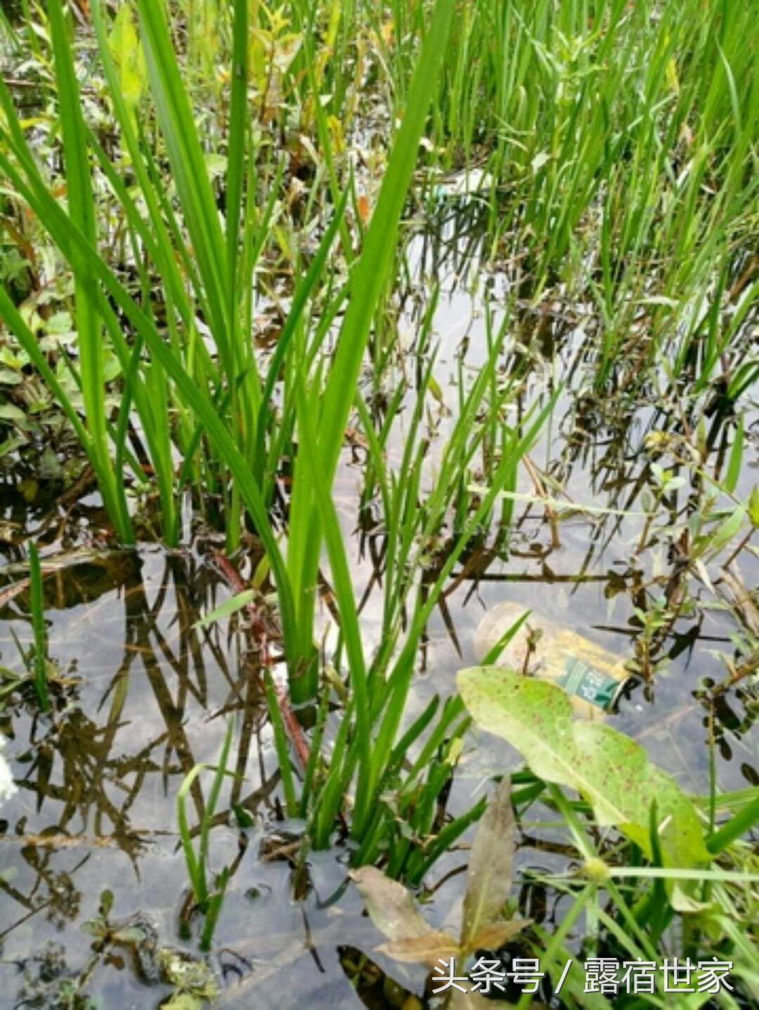有治头晕耳鸣的西药没有,用菖蒲塞耳内能治耳鸣吗