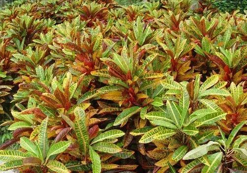 家里有孕妇千万别养这些花,孕妇适合养什么花最好