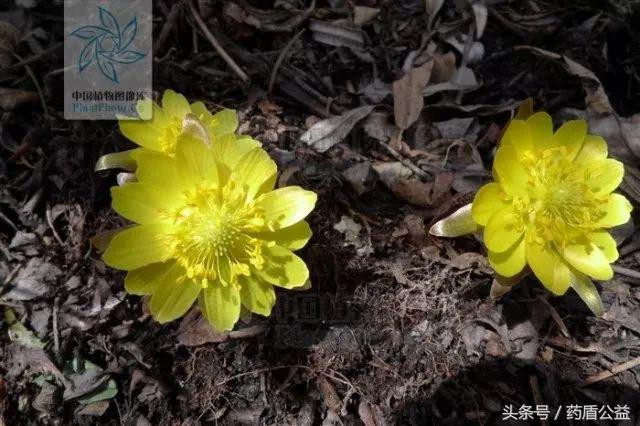 带您走近传说中的“天山雪莲”