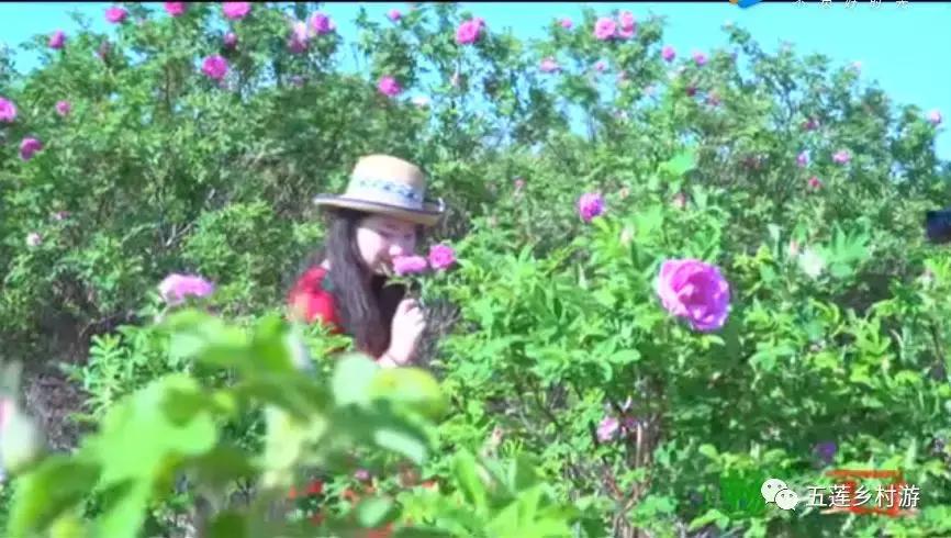 五月来西双版纳,适合五月旅行民宿