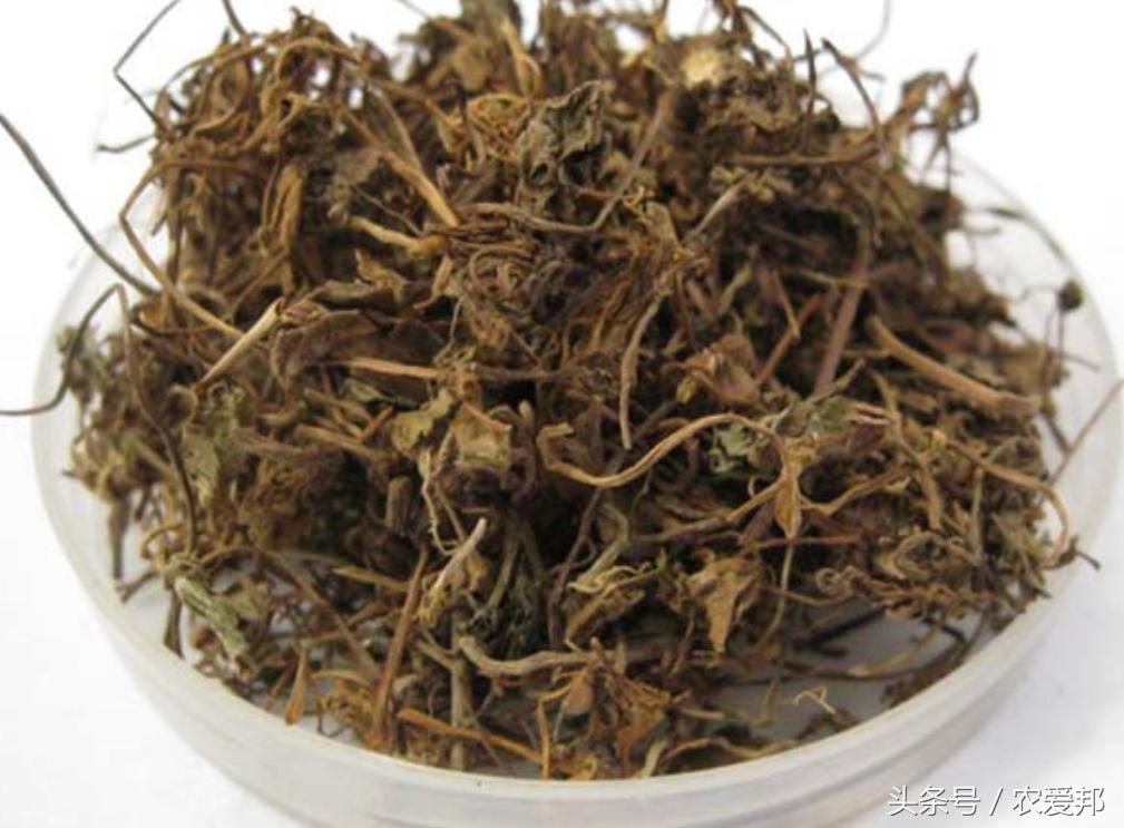 农村的这种野草大家认识吗,农村常见的野草药有哪些