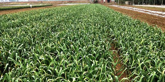 莱芜蒜薹一周涨价160%蒜农仍呼“白干”