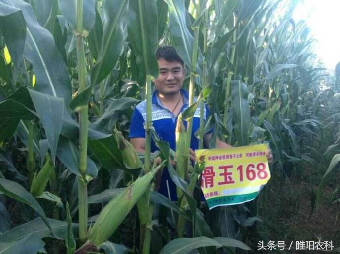 德美乐1992玉米品种审定公告,先赢311玉米品种国审审定公告