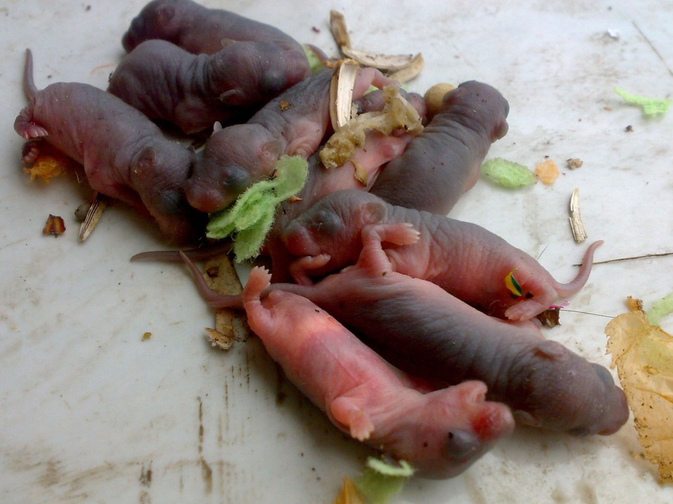 全球十大黑暗料理排名,日本最恶心的5大黑暗料理