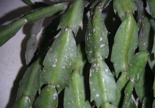 蟹爪兰有严重白虫怎么消除,养蟹爪兰的技巧