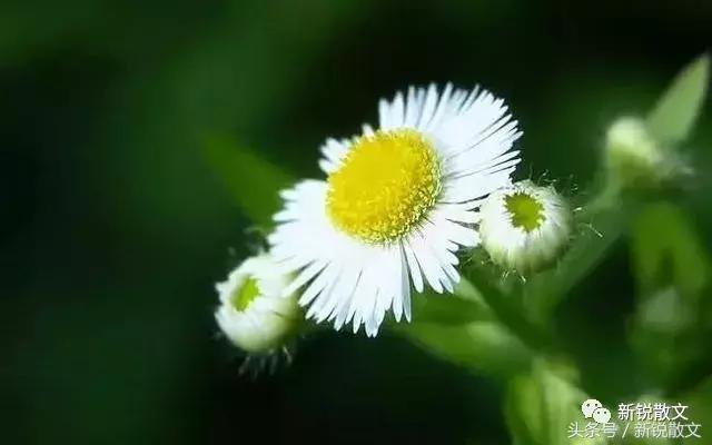 飘摇的风筝,如果我是一只飘摇不定的风筝