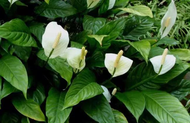 一帆风顺叶子发黄怎么解决,一帆风顺叶子发黄怎么办