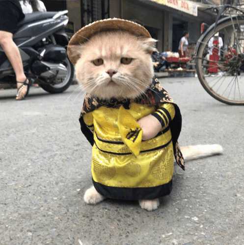 分享越南非常红网红猫Cho,它就是这么与众不同的猫星人？